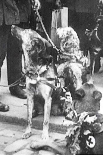 Red Cross Dogs (1914) poster
