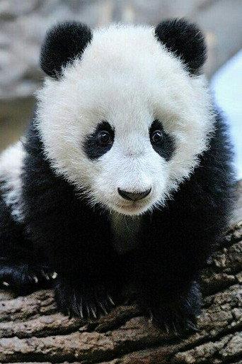 Panda Babies (2015) poster