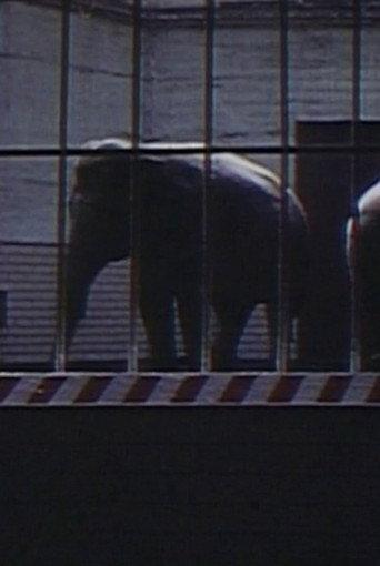 Elephants: Fragments in an Argument (1973) poster