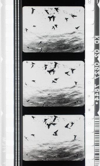 Images en négatif (1955) poster