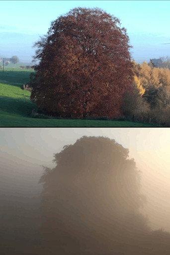 Beech Tree (2021) poster