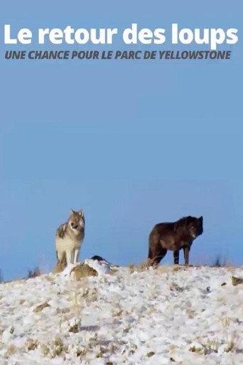 The Return of the Wolves: The Miracle in Yellowstone National Park (2017) poster