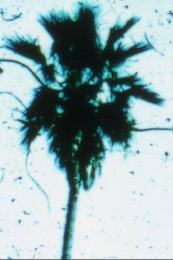 Venusville (1973) poster