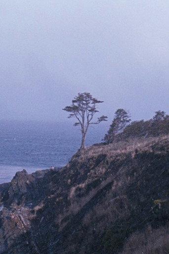 The Tree (2022) poster