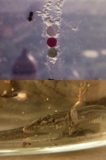 Fuegos Artificiales Foco Proyector apto. Con Burbana avispa bombilla filamento Poti (1976) poster
