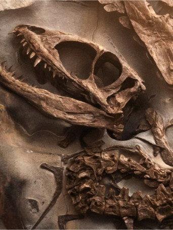 UN DINOSAURE INCONNU TROUVÉ EN FRANCE (2024) poster