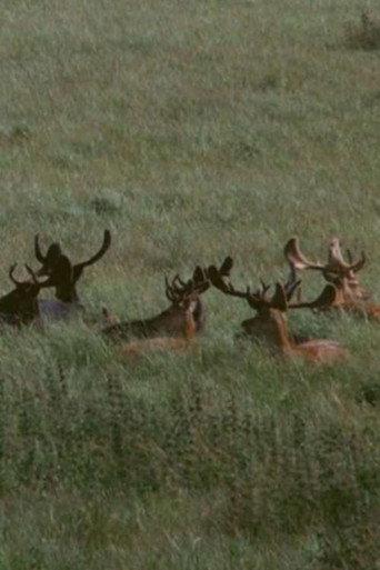 The Deer Garden: The Romantic Forest (1970) poster