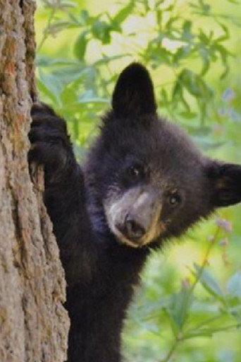 Bears of Sequoia (2025) poster