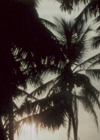 Land of Coconuts (2016) poster