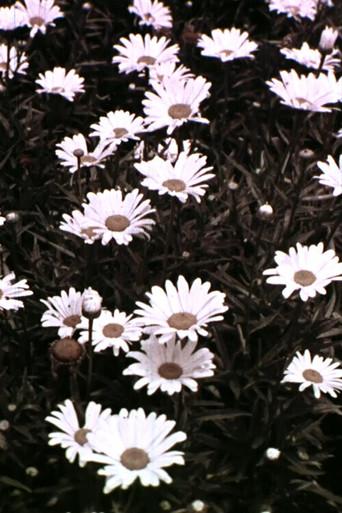 Spring Symphony (1956) poster