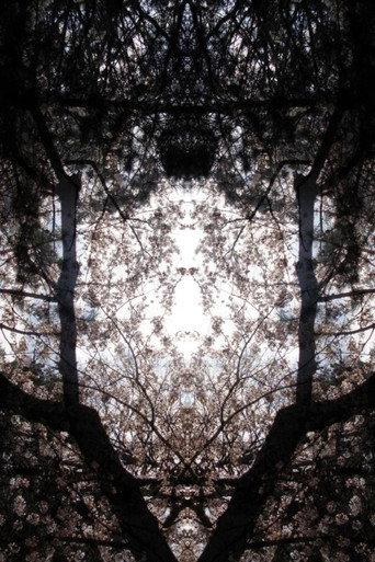 Concrescence (2017) poster