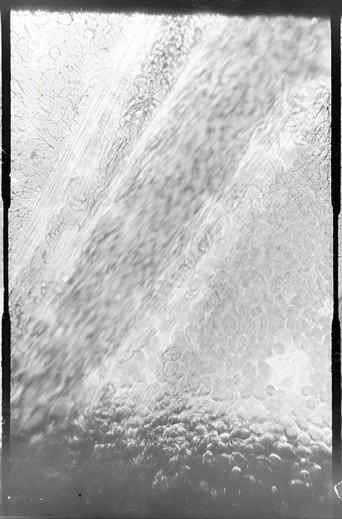Déplacement des globules de sang dans un vaisseau capillaire (1892) poster