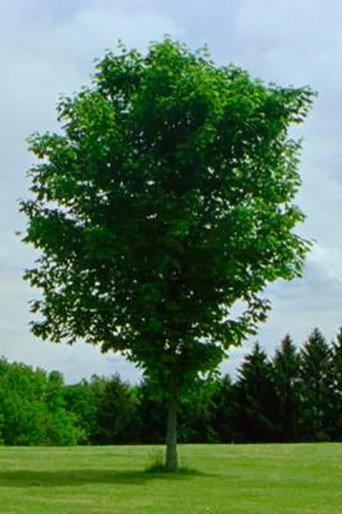 Tree (2010) poster