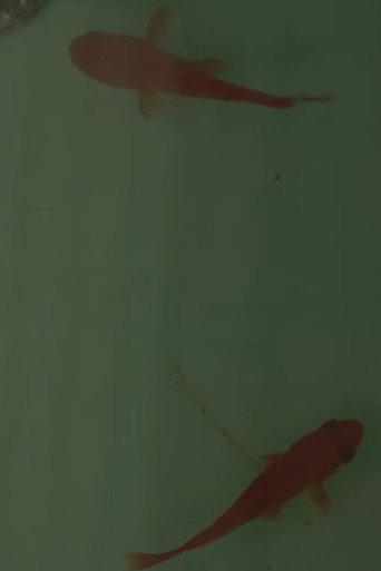Room on the Shore (2014) poster