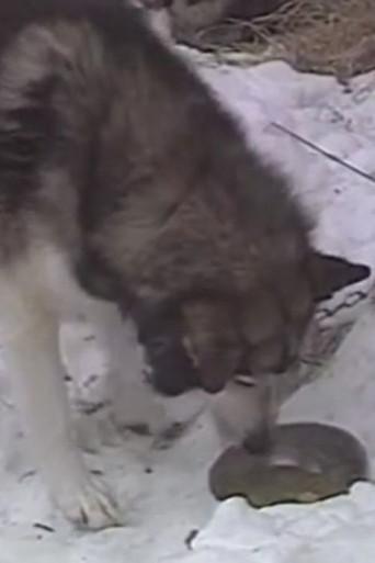Season of the Sled Dog (1988) poster