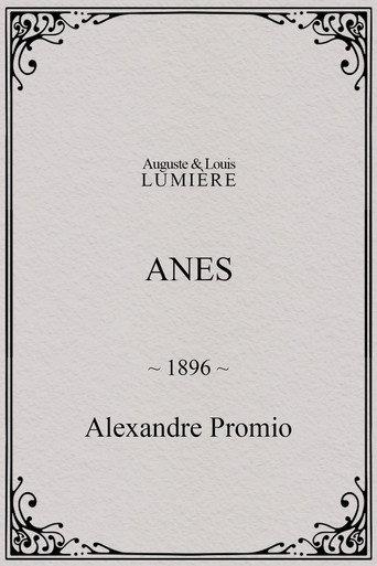 Donkeys (1896) poster