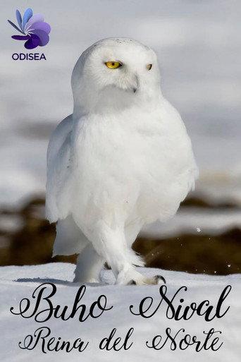 Snowy Owl, queen of the North (2012) poster