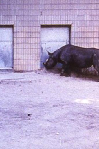 Rhinoceroses (1987) poster