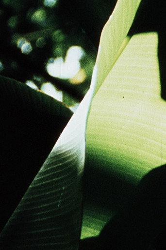 Banana Leaves (1977) poster