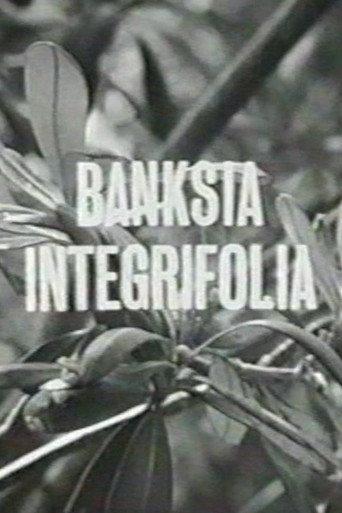 Banksia Integrifolia (1963) poster
