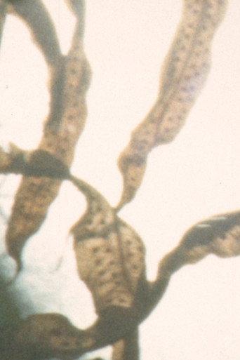 phototropes (2026) poster