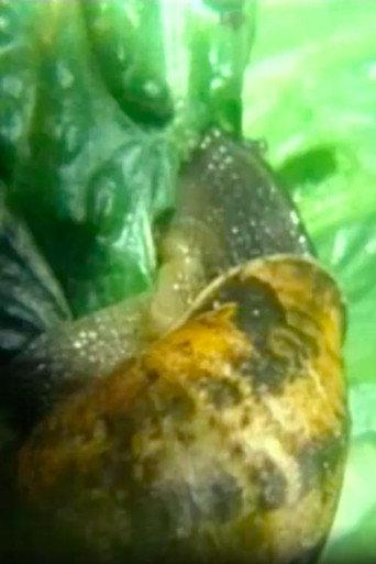 Snail (2001) poster