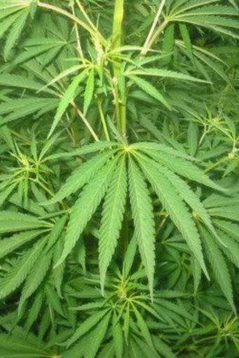 Le cannabis - Une plante entre le bien et le mal (1996) poster