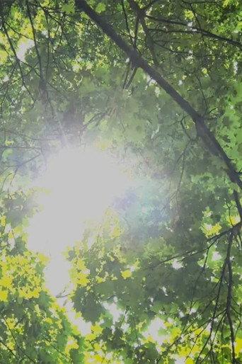 Dreams of Sunlight Through Trees (2024) poster