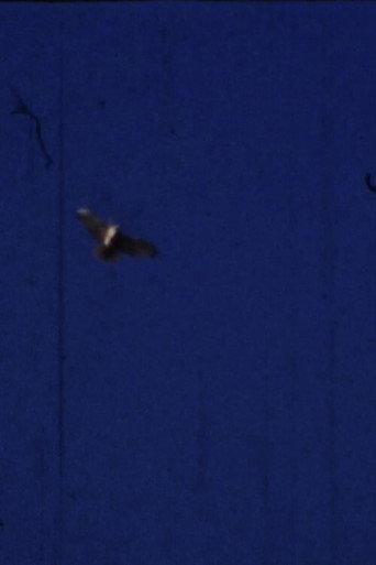 Flying Fish (2012) poster