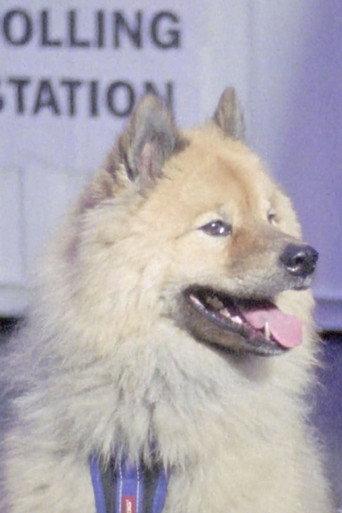 Dogs at Polling Stations (2017) poster
