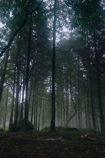 How to Grow a Walking Tree? (2022) poster