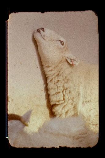 Lamb (2020) poster