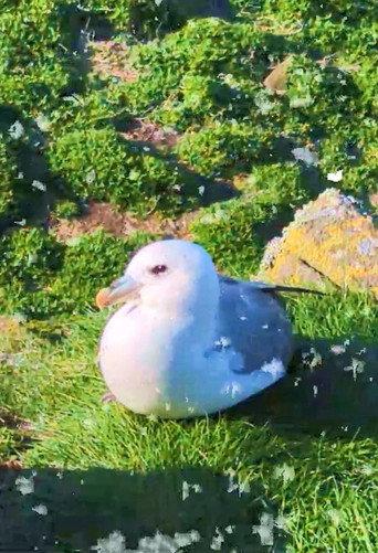 Fulmar (2026) poster
