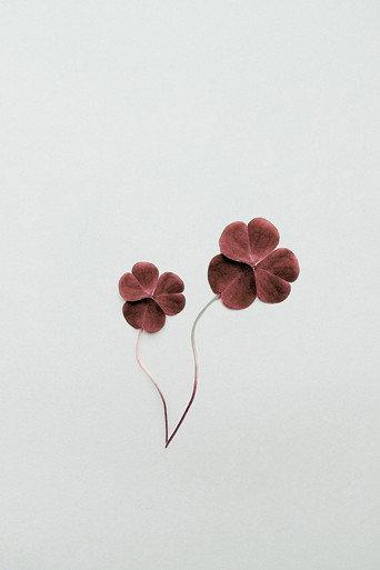 Clover (2024) poster