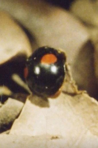 Ladybug, Ladybug, Winter Is Coming (1976) poster
