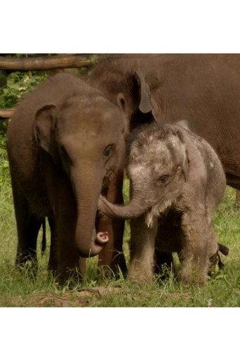 Sri Lanka: Elephant Island (2013) poster
