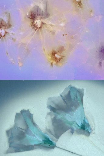 Flower Rain (2023) poster