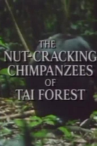 The Nut Cracking Chimpanzees of Taï Forest () poster