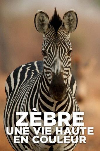 Zèbre, une vie haute en couleur (2022) poster
