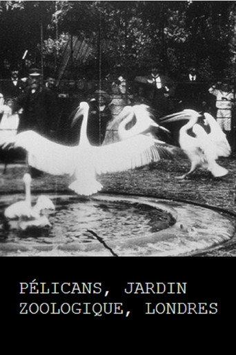 Pelicans, London Zoological Garden (1896) poster