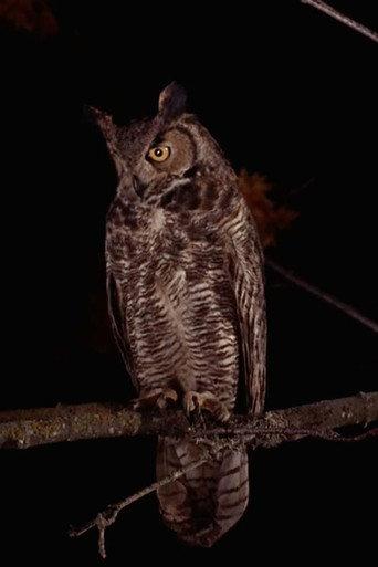 The Owls (2001) poster