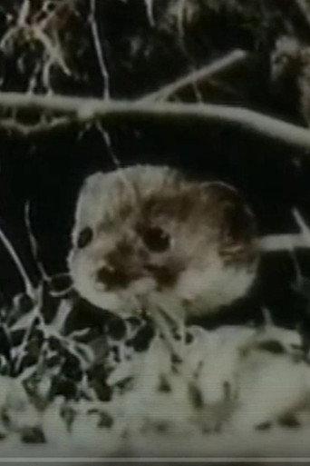 The Weasel (1962) poster