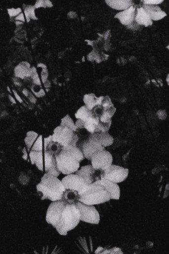 Für P. (Weiße Blumen) (2016) poster