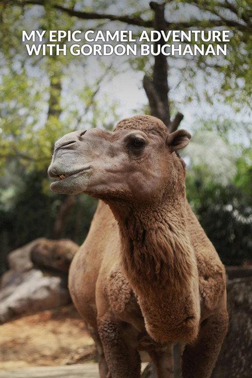 My Epic Camel Adventure With Gordon Buchanan 2024 official movie poster