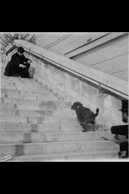 Chien, Caniche Noir Descendant et Montant Un Escalier 1897 official movie poster