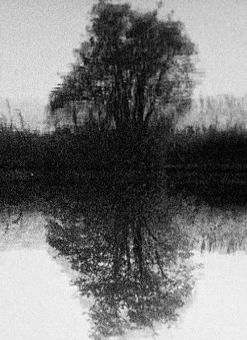 Tree Reflection 1998 official movie poster