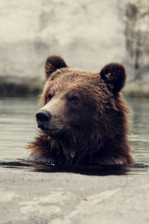 Seul au milieu des ours 2010 official movie poster
