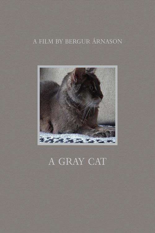 A Gray Cat 2021 official movie poster