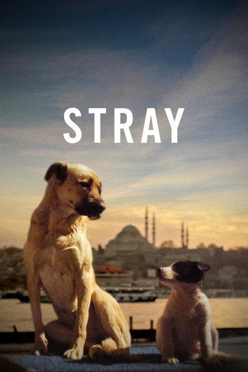 Stray 2021 official movie poster