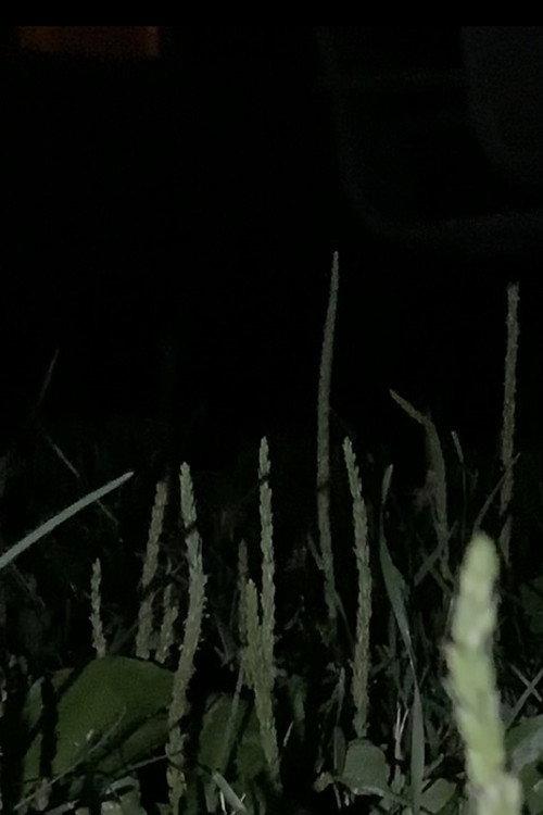 local discomfort 2020 official movie poster